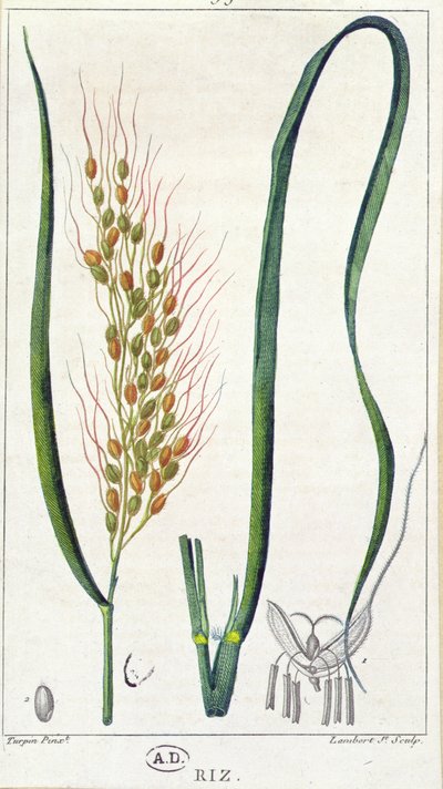 Rice, c.1820 by Pierre Jean Francois Turpin